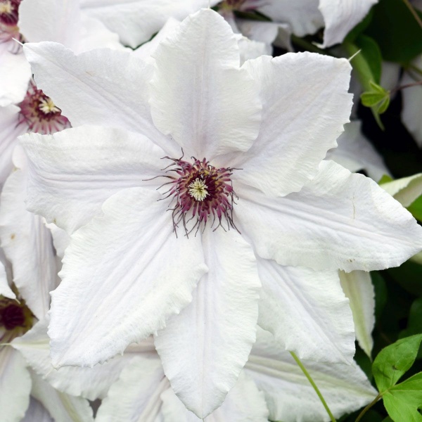 Clematis Snow Queen