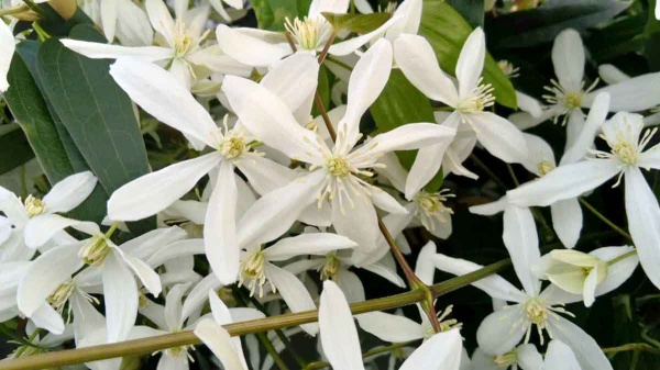 Clematis Snowdrift