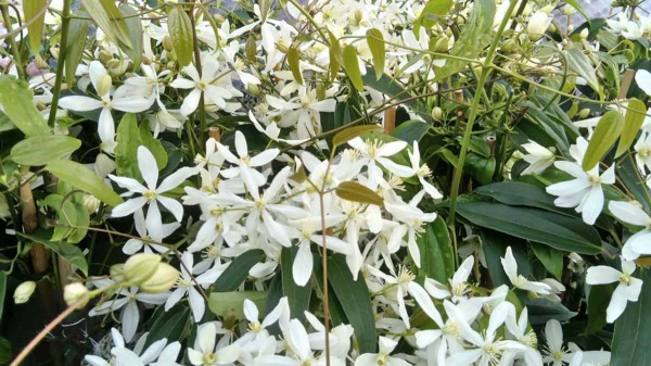 Clematis Snowdrift