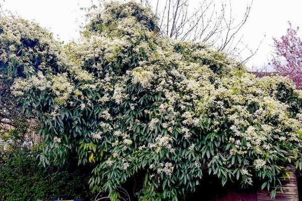 Clematis Snowdrift