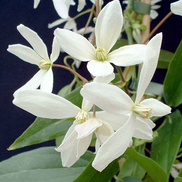 Clematis Snowdrift