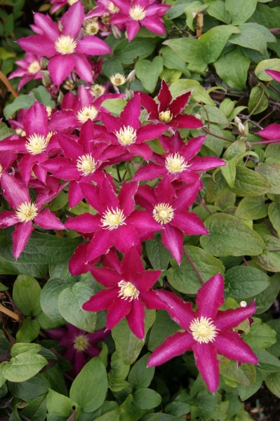 Clematis SO MANY RED FLOWERS 'Zo06178'