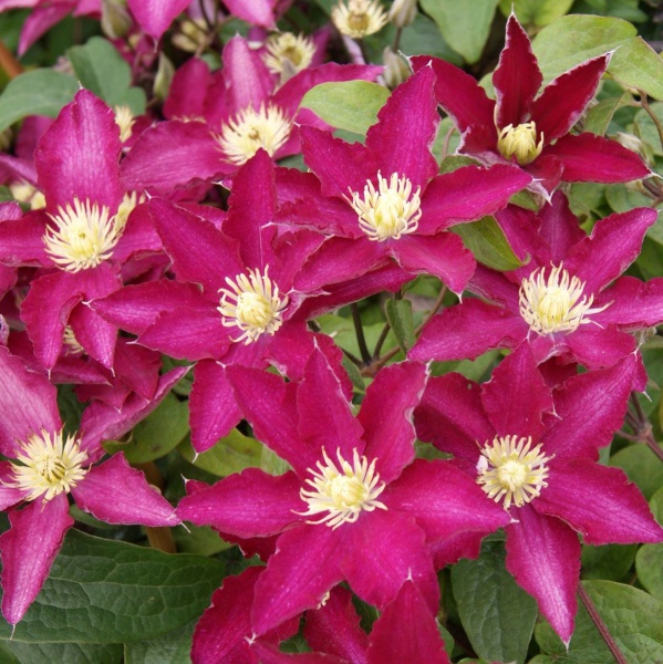 Clematis SO MANY RED FLOWERS 'Zo06178'