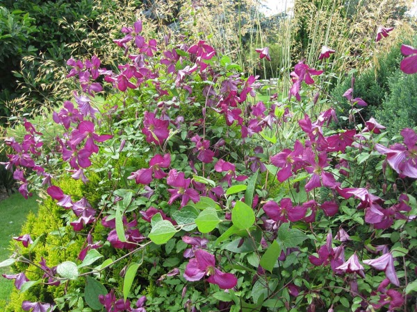 Clematis Sodertalje