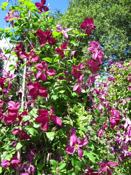 Clematis Sodertalje