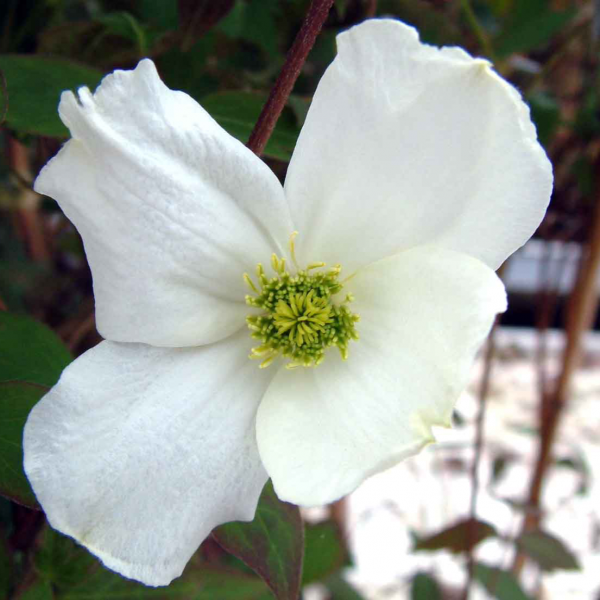 Clematis spooneri