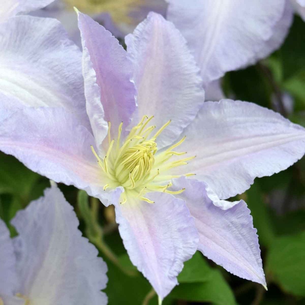 Clematis SPOTLIGHT 'Zo08160'