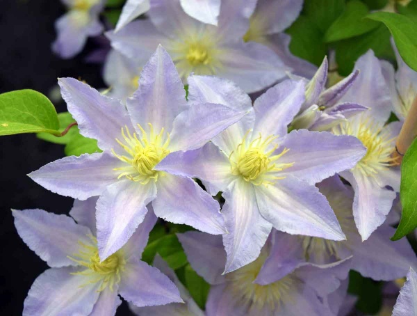 Clematis SPOTLIGHT 'Zo08160'