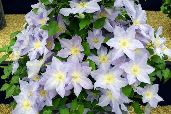 Clematis SPOTLIGHT 'Zo08160'
