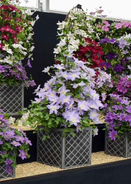 Clematis SPOTLIGHT 'Zo08160'