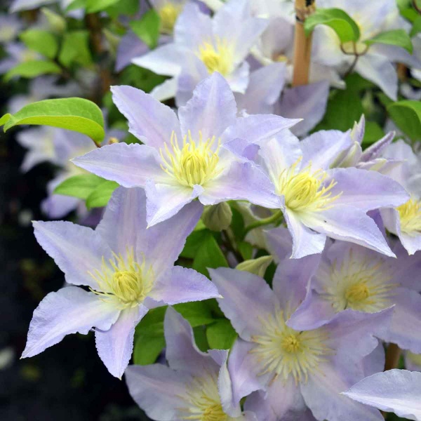 Clematis SPOTLIGHT 'Zo08160'