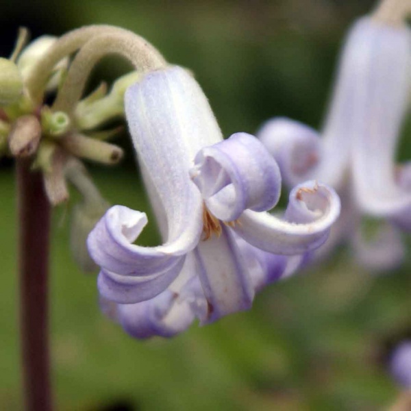 Clematis stans