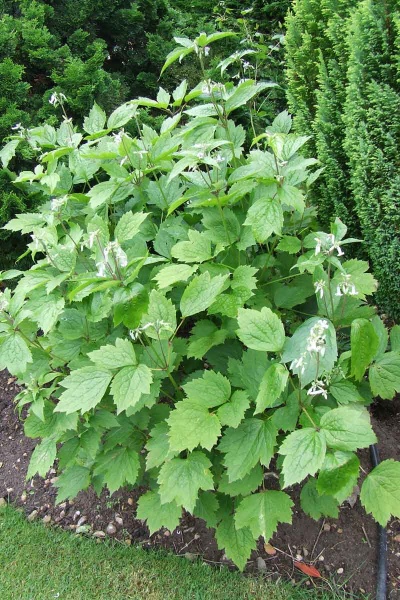 Clematis stans