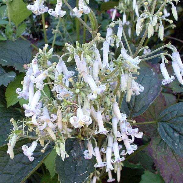Clematis stans