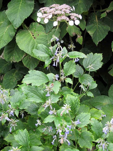 Clematis stans