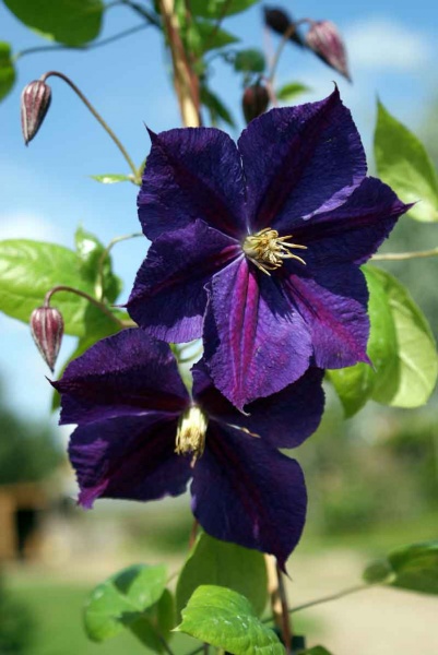 Clematis Star of India