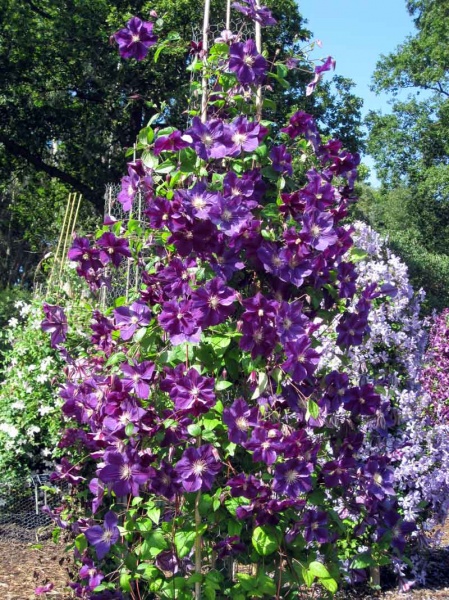 Clematis Star of India