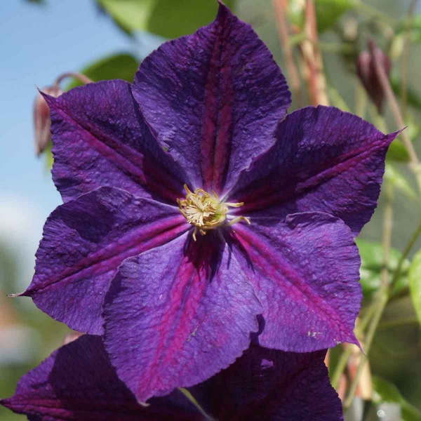 Clematis Star of India