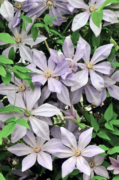 Clematis SUGAR SWEET BLUE 'Scented Clem'