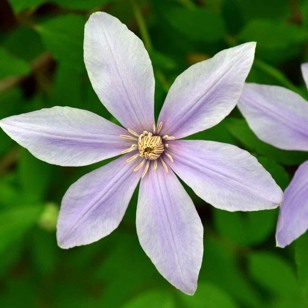 Clematis SUGAR SWEET BLUE 'Scented Clem'