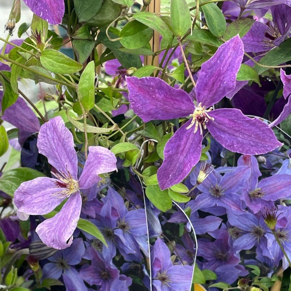 Clematis SUNNY SKY 'Zosusk'