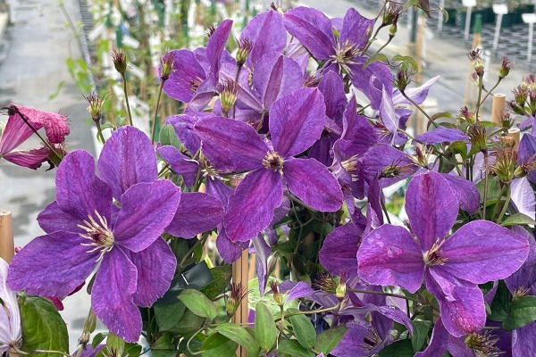 Clematis SUNNY SKY 'Zosusk'