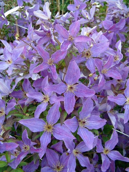 Clematis SUNNY SKY 'Zosusk'