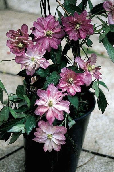 Clematis Sunrise