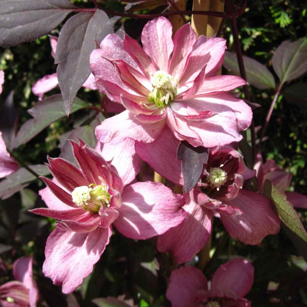 Clematis Sunrise