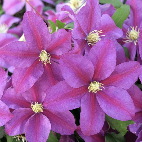 Clematis Sunset