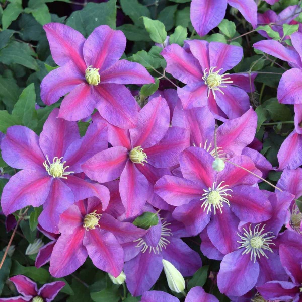 Clematis Sunset