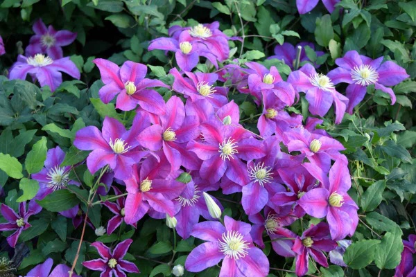 Clematis Sunset