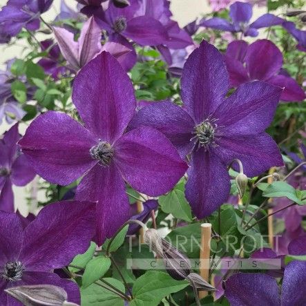 Clematis SUPER NIGHT 'Zo11112'