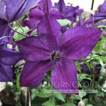 Clematis SUPER NIGHT 'Zo11112'