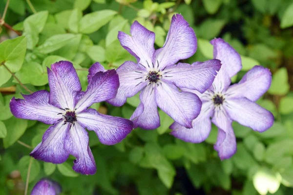 Clematis SUPER NOVA 'Zo09088'