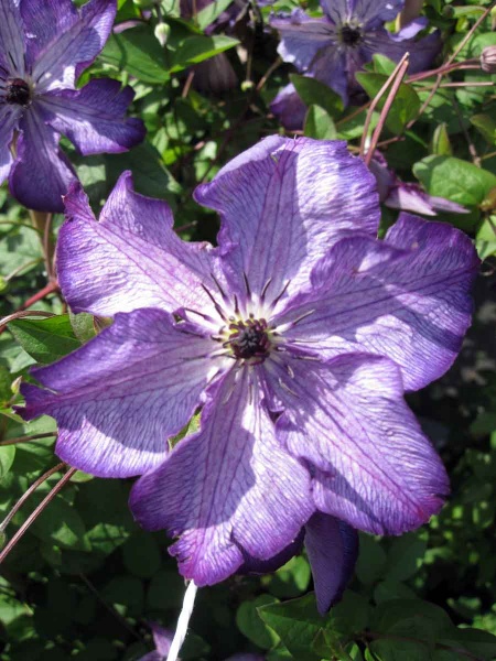 Clematis SUPER NOVA 'Zo09088'