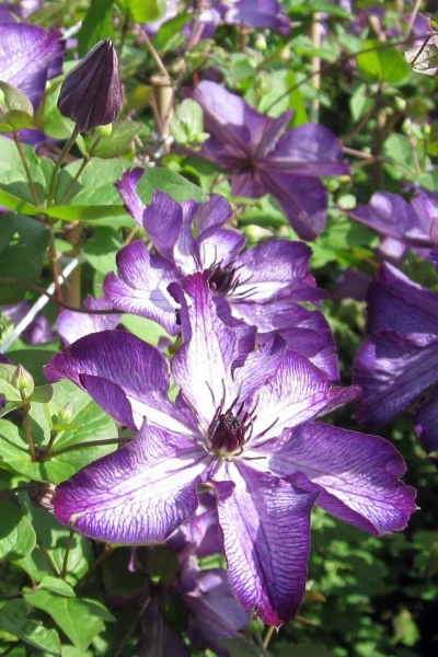 Clematis SUPER NOVA 'Zo09088'