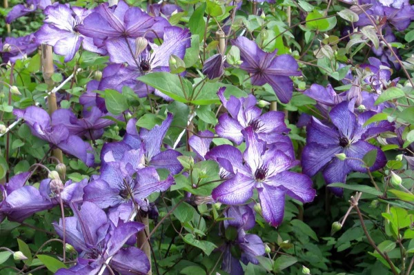 Clematis SUPER NOVA 'Zo09088'