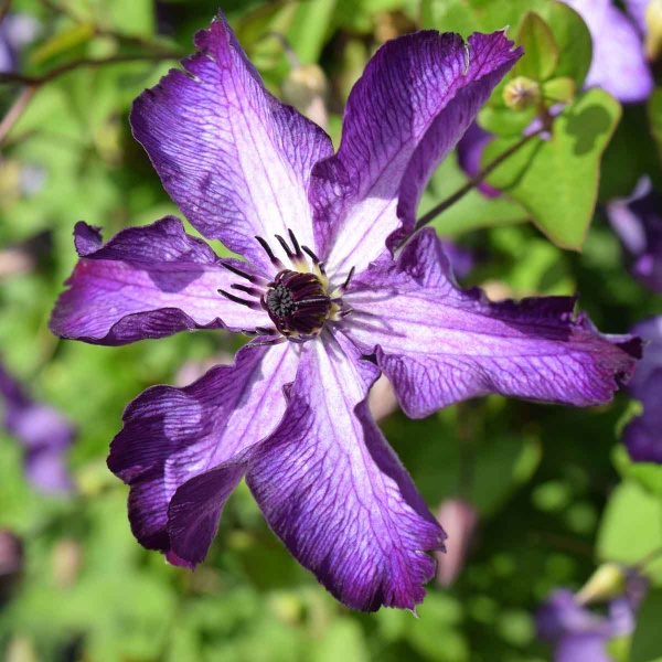 Clematis SUPER NOVA 'Zo09088'