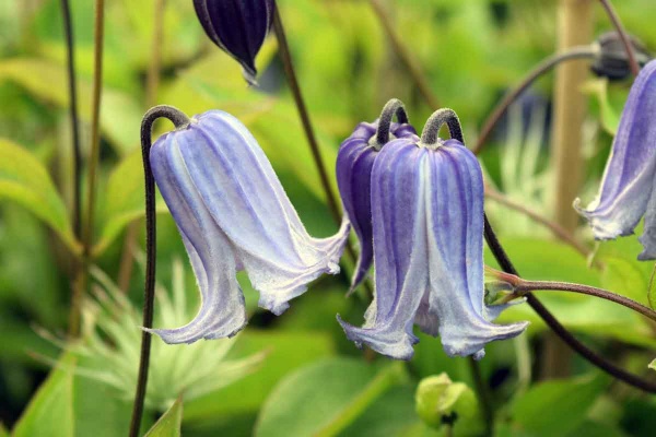 Clematis Swedish Bells