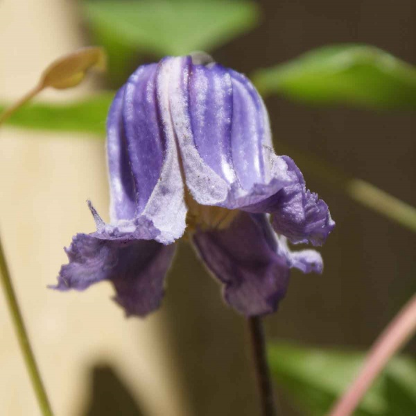 Clematis Swedish Bells