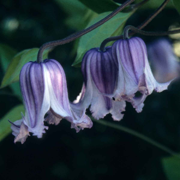 Clematis Swedish Bells