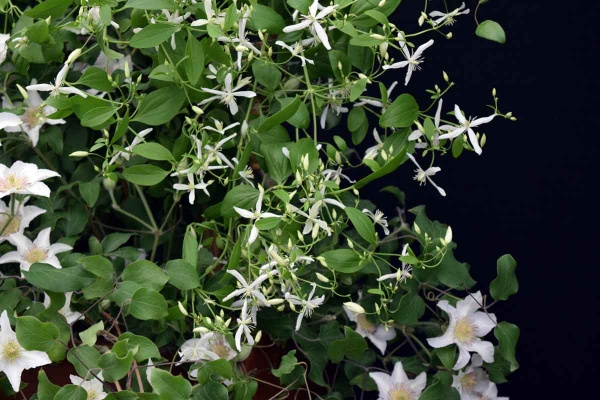 Clematis Sweet Scentsation