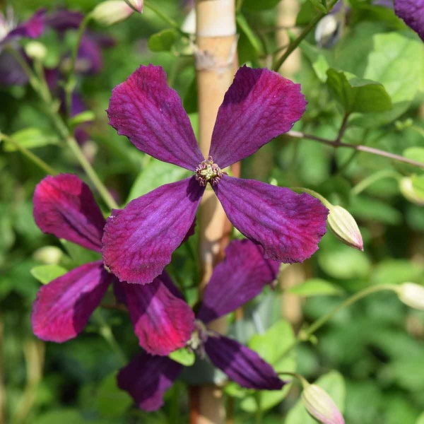 Clematis Sweet Summer Love