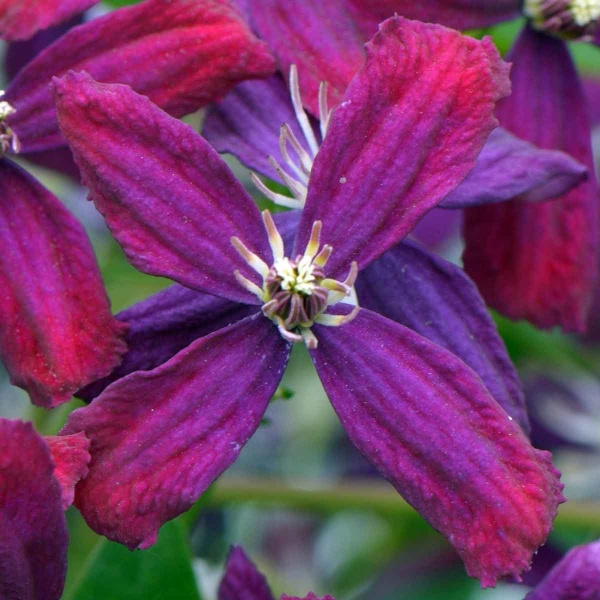 Clematis Sweet Summer Love