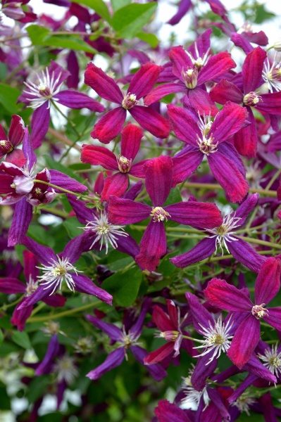 Clematis Sweet Summer Love