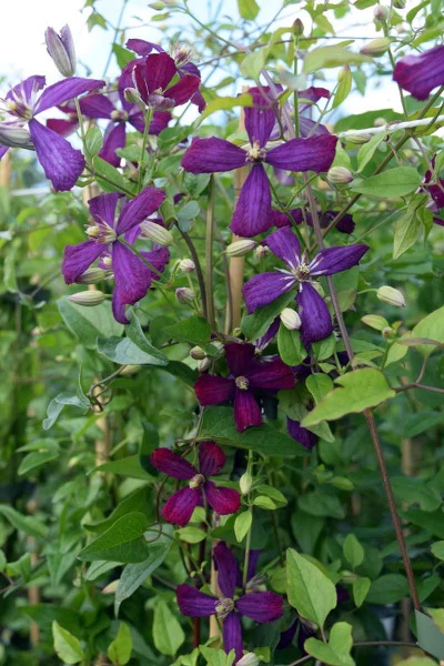 Clematis Sweet Summer Love