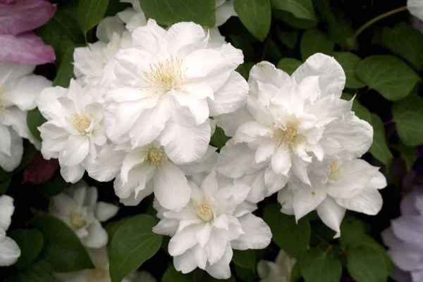 Clematis Sylvia Denny