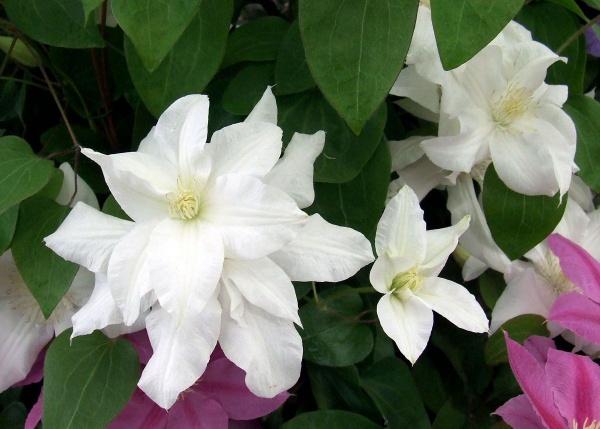 Clematis Sylvia Denny