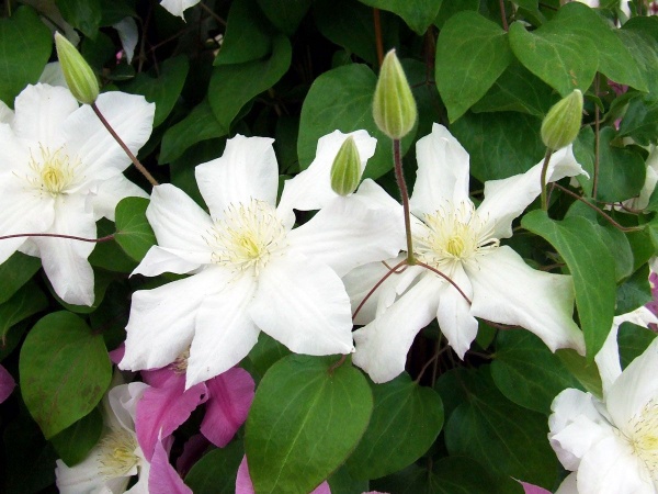 Clematis Sylvia Denny